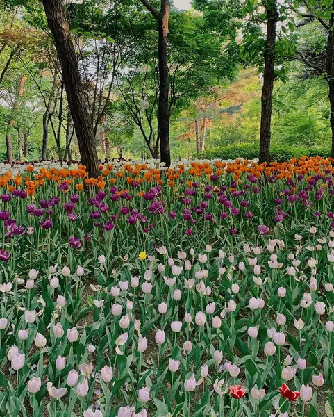 Bahçedeki güzel laleler