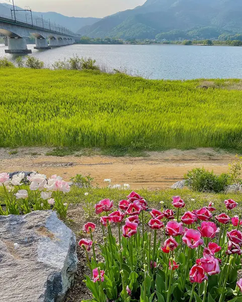 Dağlarda güzel çiçekler