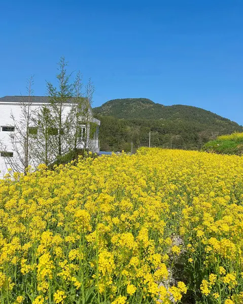Ayçiçeği tarlası olan güzel bir manzara