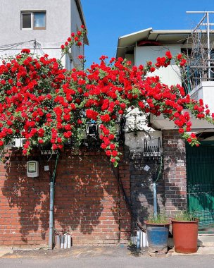 Bahçedeki kırmızı çiçekler