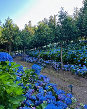 Bahçe güzel çiçek açan çiçekler ile