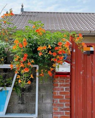 Bahçedeki güzel kırmızı çiçek