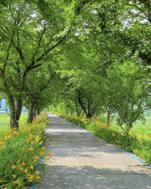 Ağacı ve yolu olan güzel bir manzara.