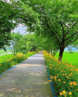 Parkta yeşil çimenler