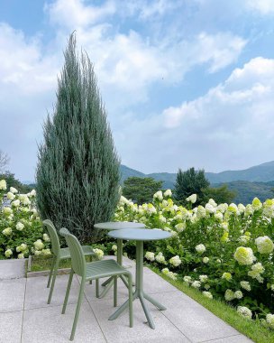 Parkta yeşil bitkiler olan güzel bir bahçe.