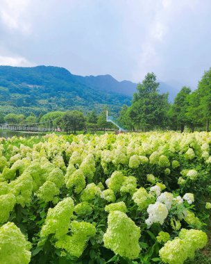 Bahçedeki güzel çiçekler