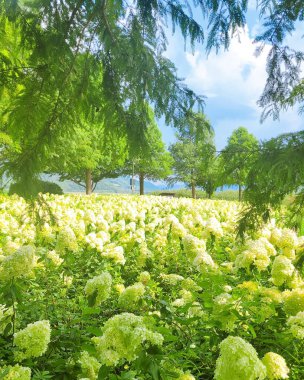Parkın güzel manzarası