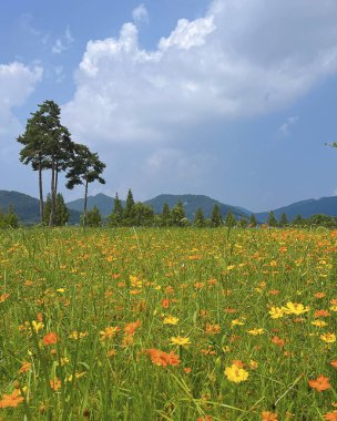 Çiçek tarlası ve mavi gökyüzü olan güzel bir manzara.