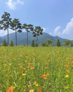 Parktaki manzara çok güzel.