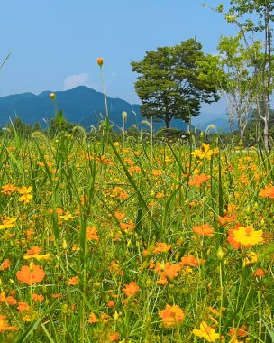 Bahçedeki güzel çiçekler
