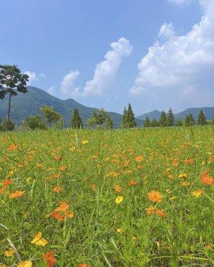 Bahçedeki güzel çiçekler