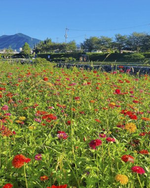 Tarladaki güzel çiçekler
