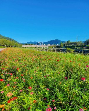 Bahçedeki güzel çiçekler
