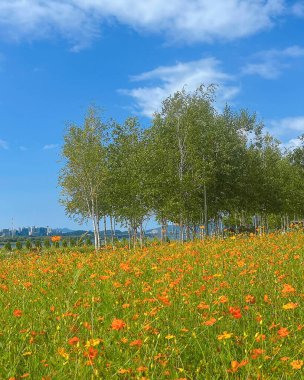 Çiçek tarlası olan güzel bir manzara