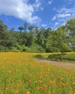 Ayçiçeği tarlası olan güzel bir manzara
