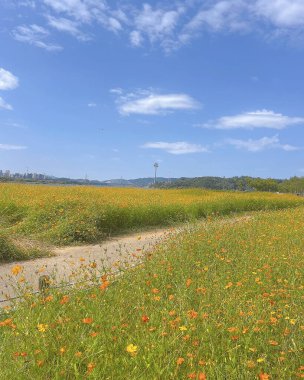 Ayçiçeği tarlası olan güzel bir manzara