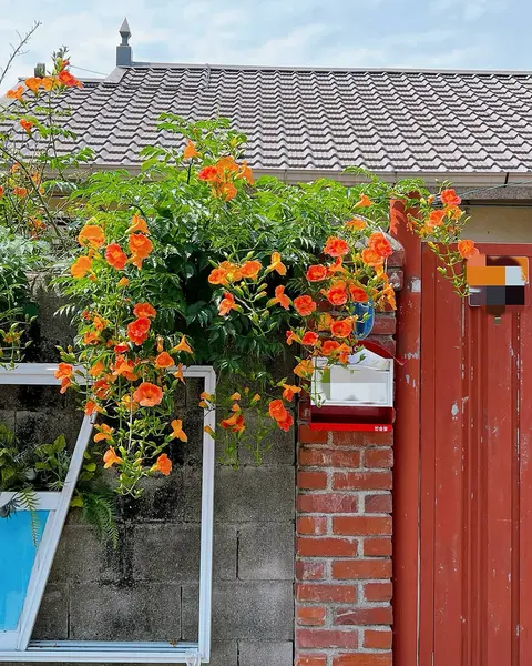 Bahçedeki güzel kırmızı çiçek