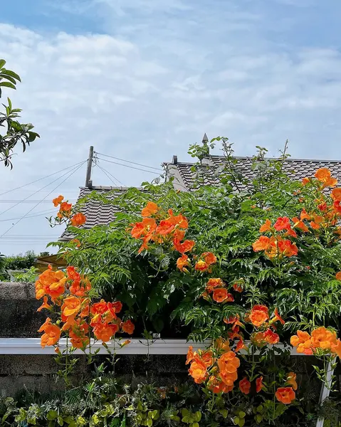 Bahçedeki güzel çiçekler