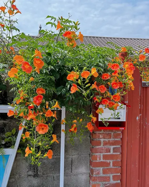 Bahçedeki güzel çiçekler