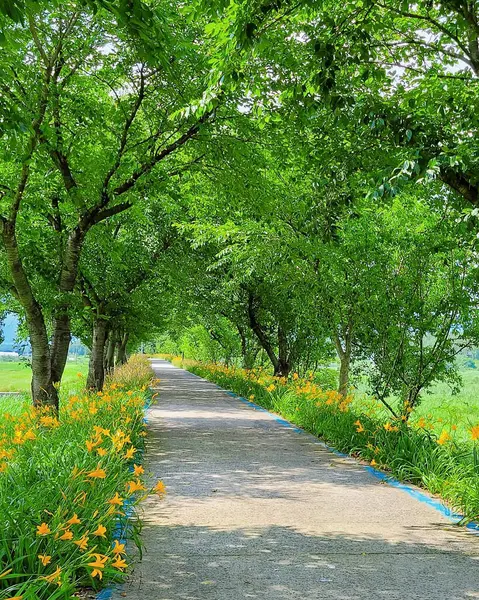 Ağacı ve yolu olan güzel bir manzara.