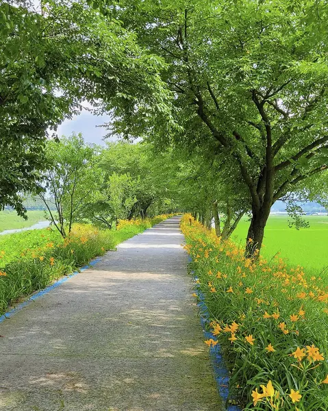 Parkta yeşil çimenler