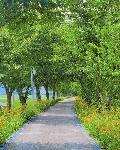 Parkta bir ağacı olan güzel bir manzara.