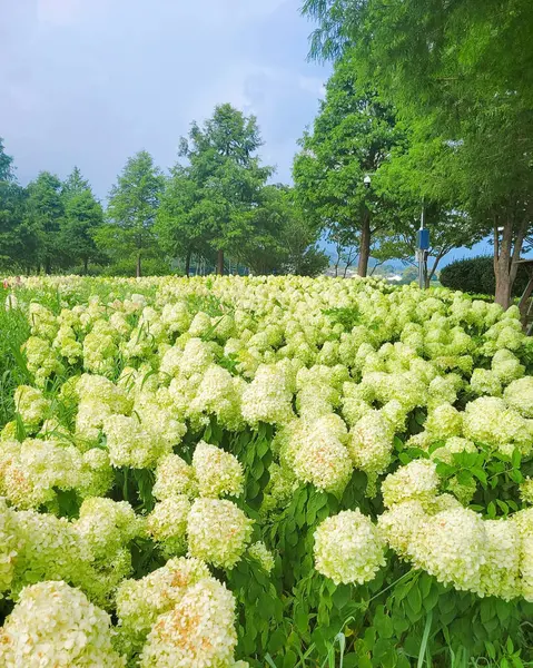 Bahçedeki güzel çiçekler