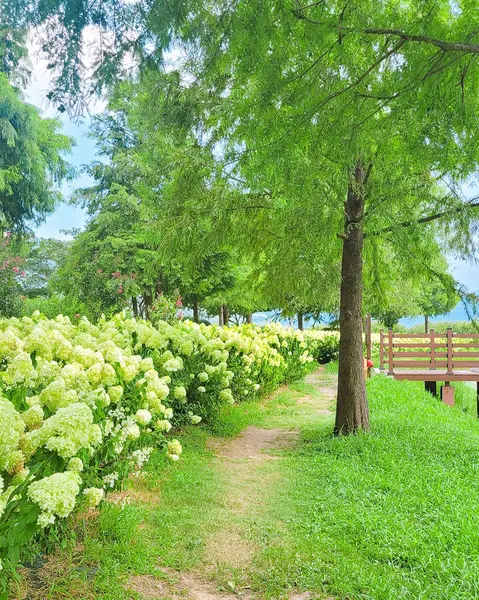 Parkta yeşil çimenler