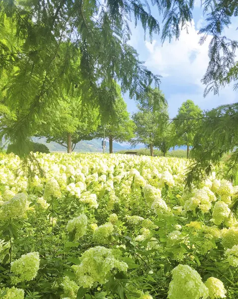 Parkın güzel manzarası