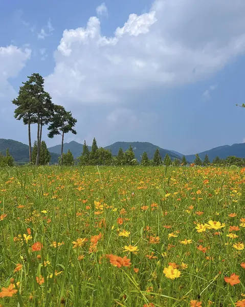 Çiçek tarlası ve mavi gökyüzü olan güzel bir manzara.