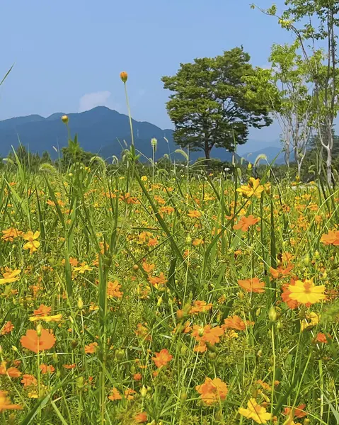 Bahçedeki güzel çiçekler