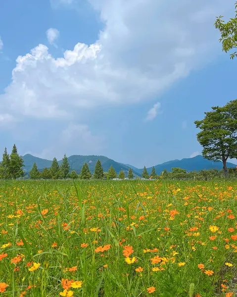 Sarı çiçekli güzel bir manzara.