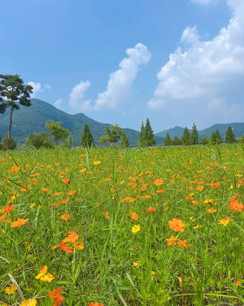 Bahçedeki güzel çiçekler