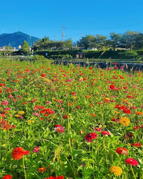 Tarladaki güzel çiçekler