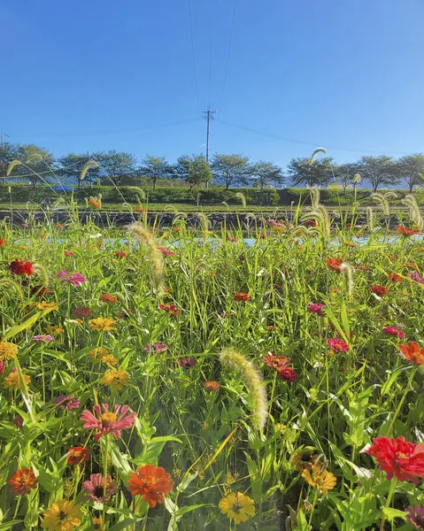 Güzel çiçek bahçesi
