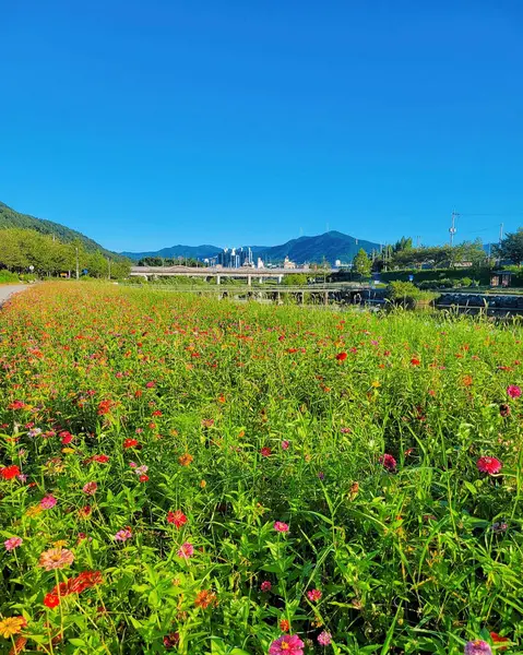 Bahçedeki güzel çiçekler