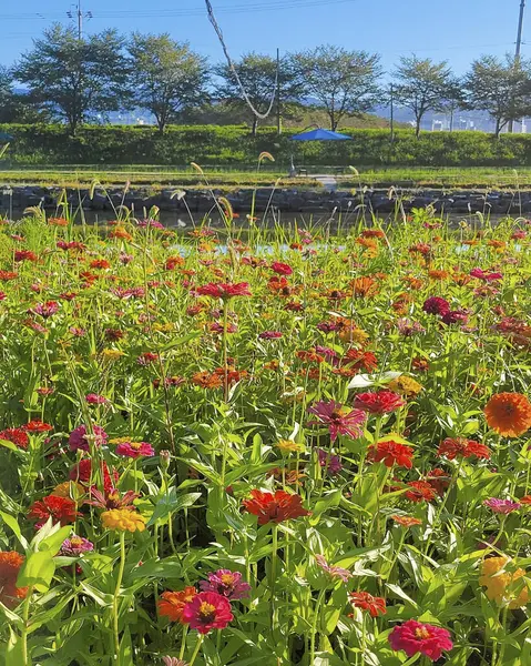 Bahçedeki güzel çiçekler