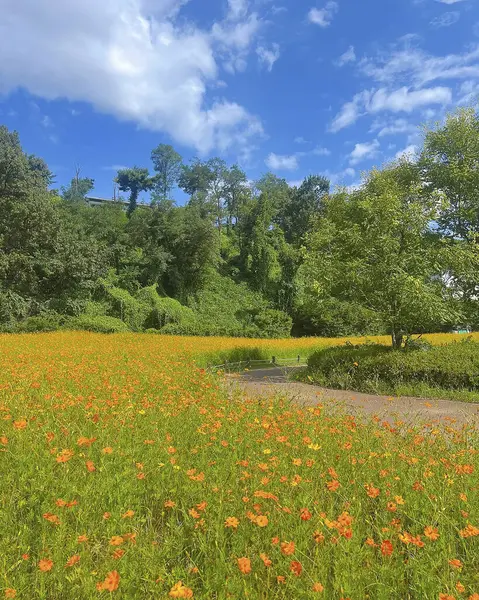Ayçiçeği tarlası olan güzel bir manzara