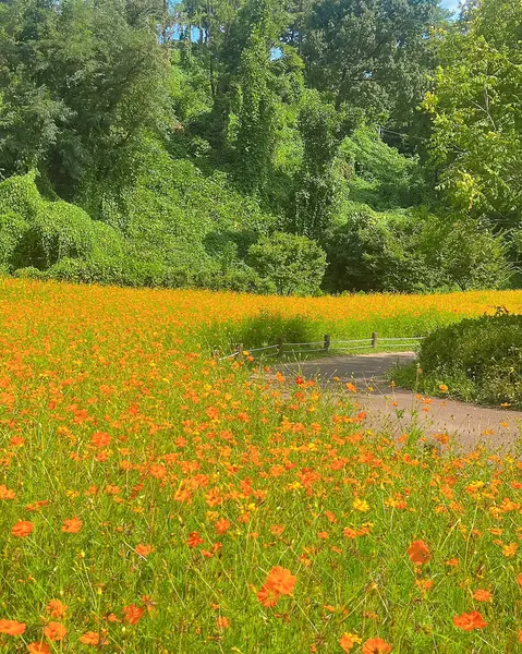 Bahçedeki güzel çiçekler