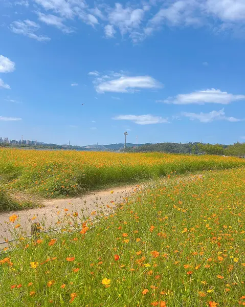 Ayçiçeği tarlası olan güzel bir manzara