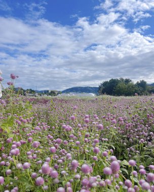 Tarlada pembe çiçekler