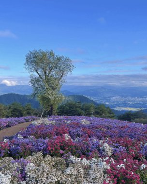 Japonya 'da kiraz çiçeği