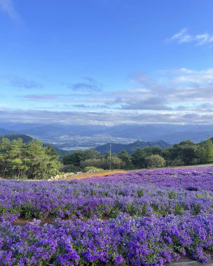 Tarladaki güzel çiçekler