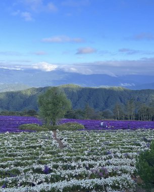 Kuzey Denizi 'nin dağlarında çiçeklerin açtığı güzel bir tarla..