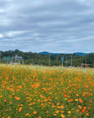 Tarladaki güzel çiçekler