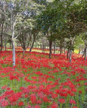 Güzel botanik fotoğrafı, doğal duvar kağıdı.