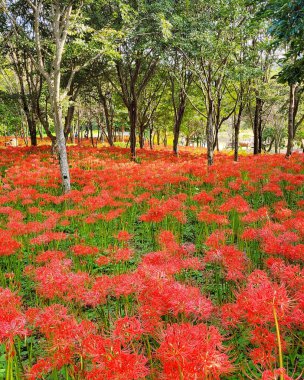 Güzel botanik fotoğrafı, doğal duvar kağıdı.