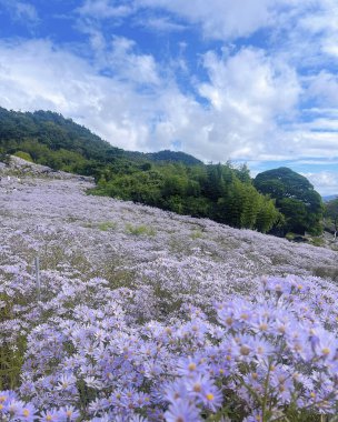 Bahçedeki güzel çiçekler