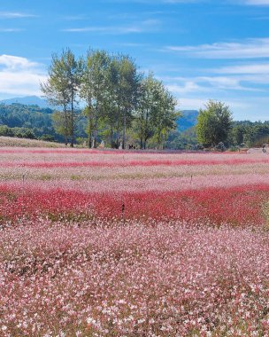 Çiçek tarlası olan güzel bir manzara