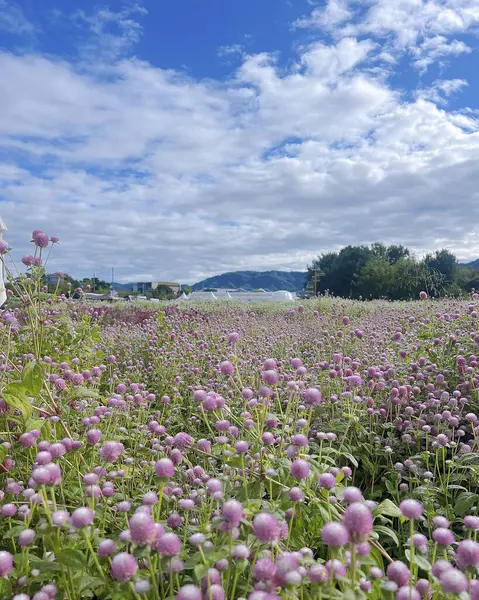 Tarlada pembe çiçekler